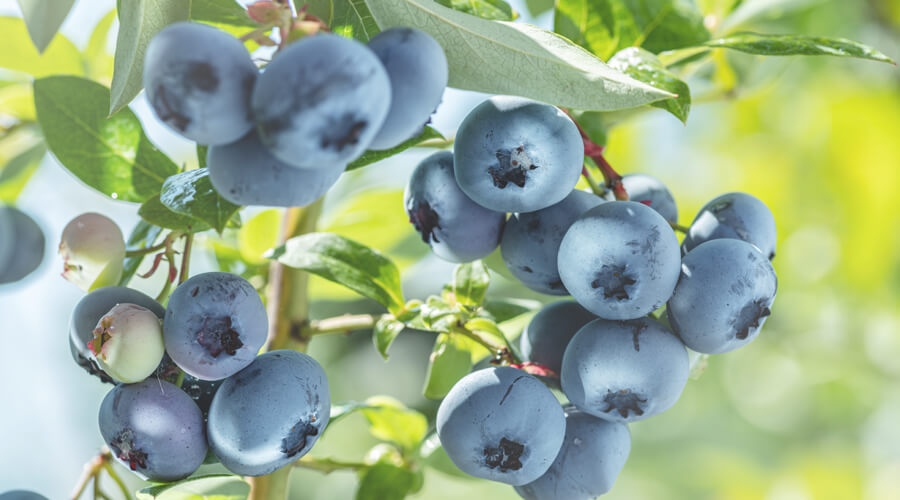 blueberries and gut health